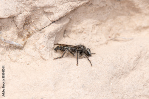 A Colorado Robber Fly (Genus Eucyrtopogon) Resting on a Rocky Surface photo