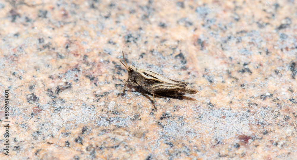 A Tetrix Pygmy Grasshopper Perched on a Rocky Surface in Colorado A Tetrix Pygmy Grasshopper Perched on a Rocky Surface in Colorado