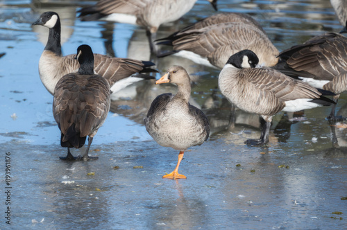 Greater White-fronted Goose (Anser albifrons) Standing on Ice in Colorado