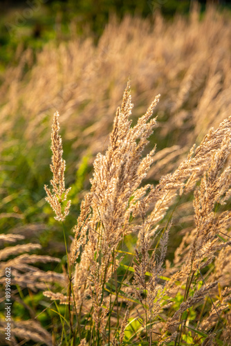 The meadow grass tall fescue Festuca partensis in fall. The beautiful wallpaper of Red fescue Festuca rubra photo