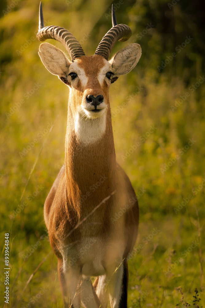 Obraz premium KOB DE UGANDA kobus Kob thomasi