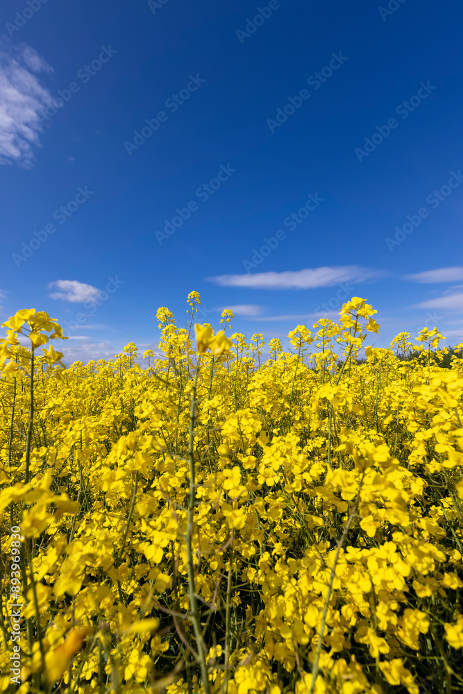 Obraz premium beautiful yellow rapeseed flowers in sunny weather
