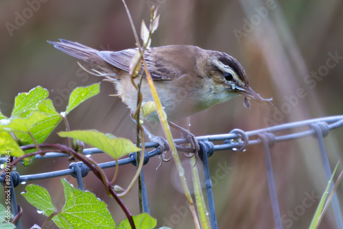 Photography Sedge Warbler (Acrocephalus schoenobaenus) Spotted in Turvey Nature Reserve, Dub
