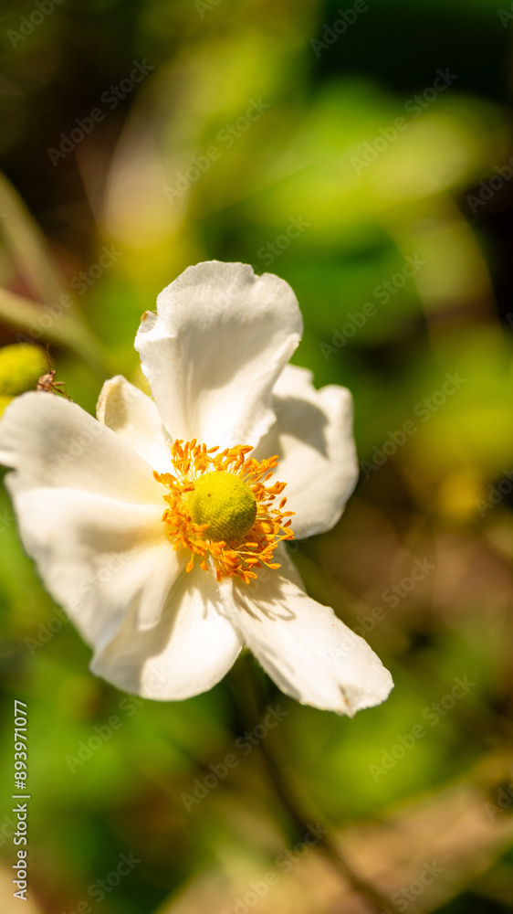 white flower of plantain tree in the Colombian tropics with blurred background white flower of plantain tree in the Colombian tropics with blurred background