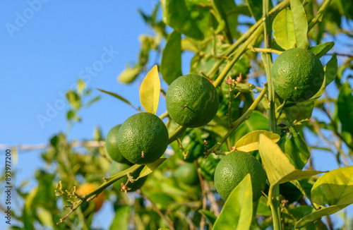 Green oranges still on the tree on the farm