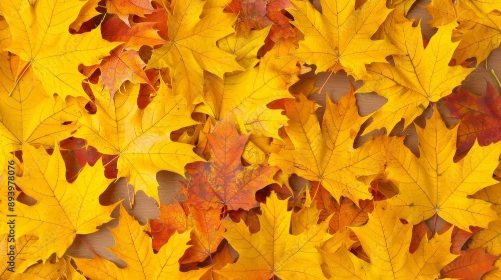 Crisp autumn leaves in vivid shades of orange and yellow, creating a perfect seasonal backdrop for back to school preparations. Crisp autumn leaves in vivid shades of orange and yellow, creating a perfect seasonal backdrop for back to school preparations.
