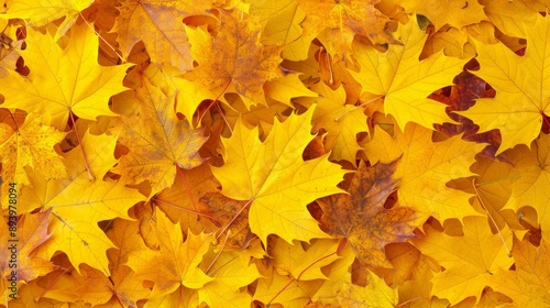 Beautiful autumn leaves scattered on ground, creating warm golden backdrop for back to school season, inspiring study atmosphere.