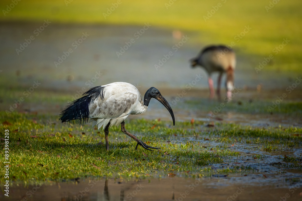 Obraz premium Sacred ibis feeding close to a small pool of water