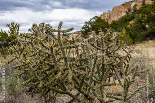 Cholla cactus growing at El Malpais National Monument. 