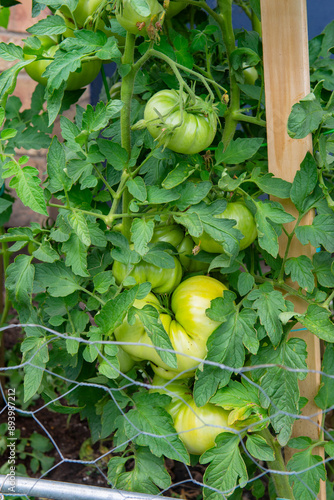 Bunch of big green tomatoes on a bush, growing selected tomato.