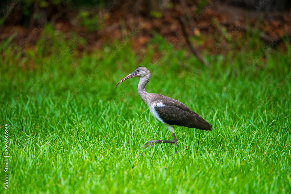 Fototapeta premium Ibis walking through tall grass