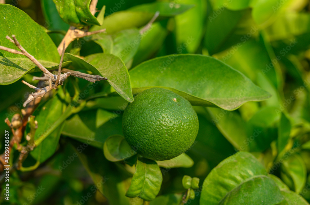 fresh green oranges on tree fresh green oranges on tree