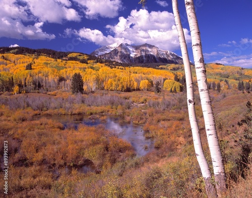 Beaver Pond In An Autumn Aspen Grove, Rocky Mountains, Gunnison National Forest, Colorado, Usa photo