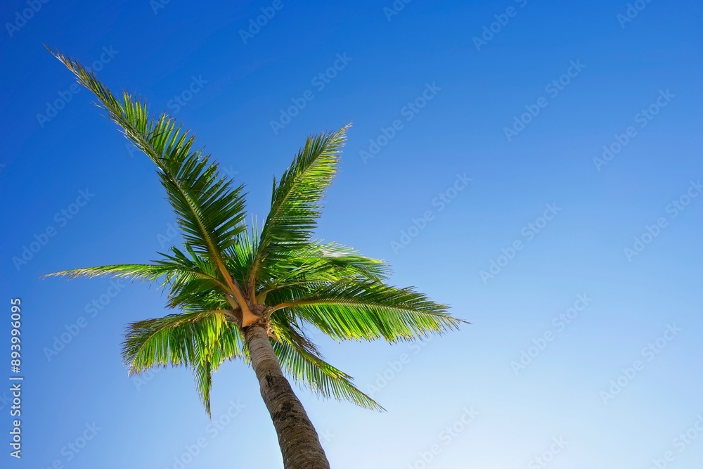 Palm Tree Palm Tree
