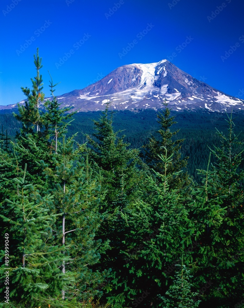 Fototapeta premium Mount Adams, Gifford Pinchot National Forest