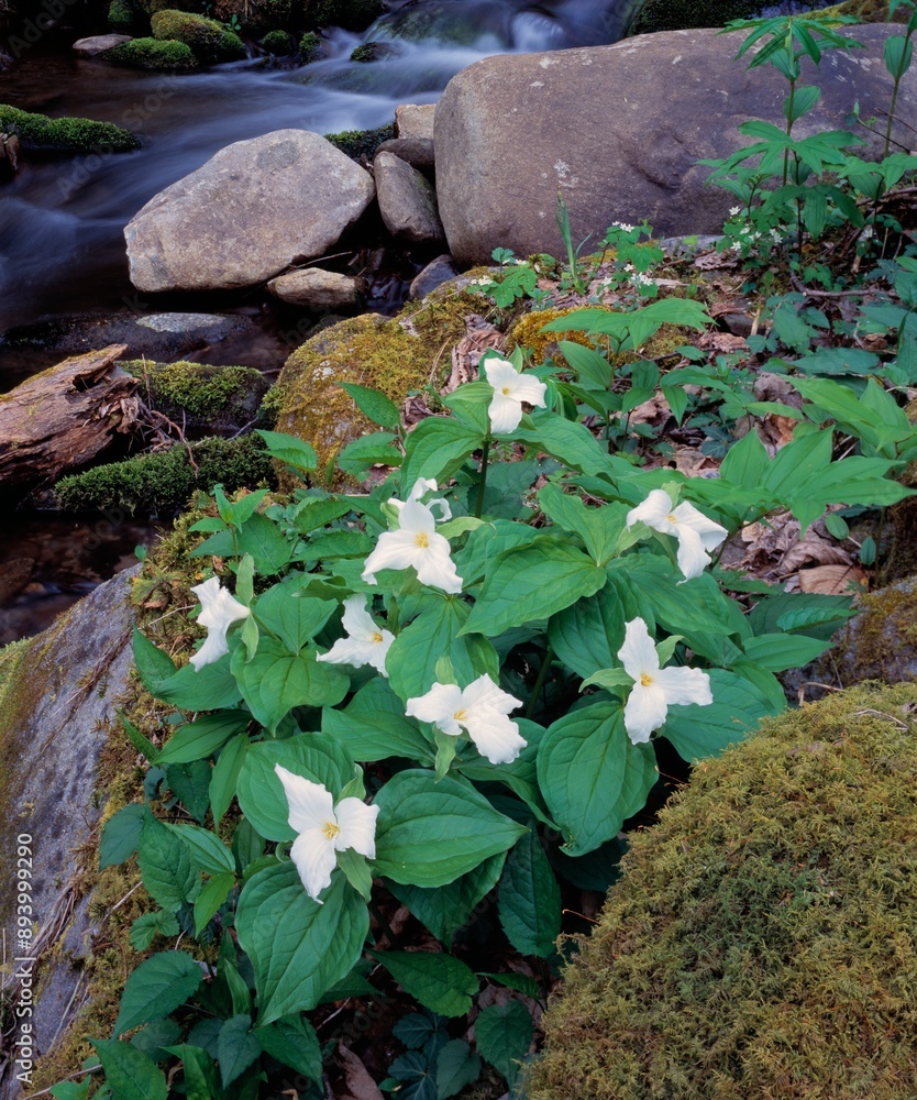 White Trillium Flowers By Rocky Stream White Trillium Flowers By Rocky Stream