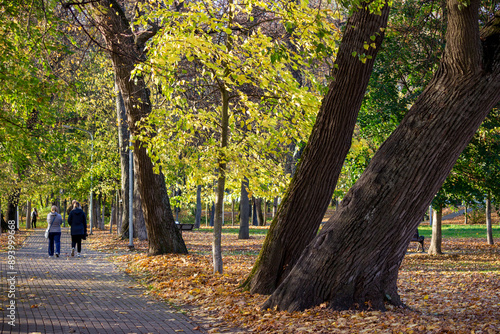 Walking cobbled path in the autumn park and old thick linden trees. Park-estate Belkino in the fall. People on a walk photo