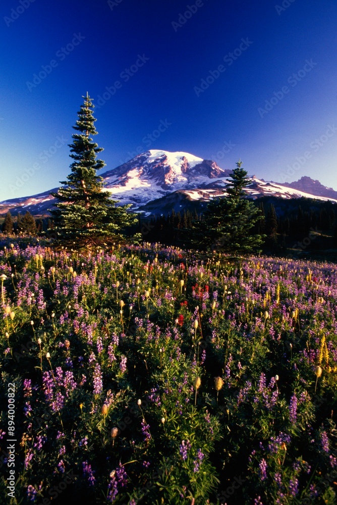 Obraz premium Flowers Blooming, Paradise Park Valley Slope, Mount Rainier National Park