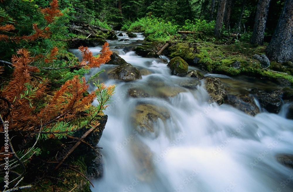 Fototapeta premium North Cascades National Park