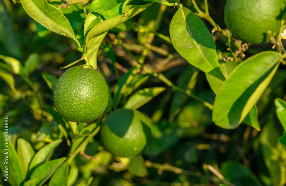 Green oranges on an orange tree with leaves Green oranges on an orange tree with leaves