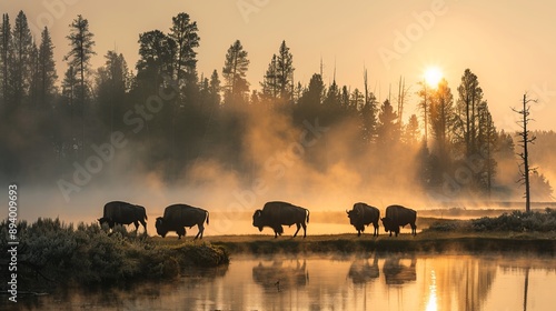 A beautiful view of American Bisons or Buffalos on pasture in a field in Antelope Island Park, Utah