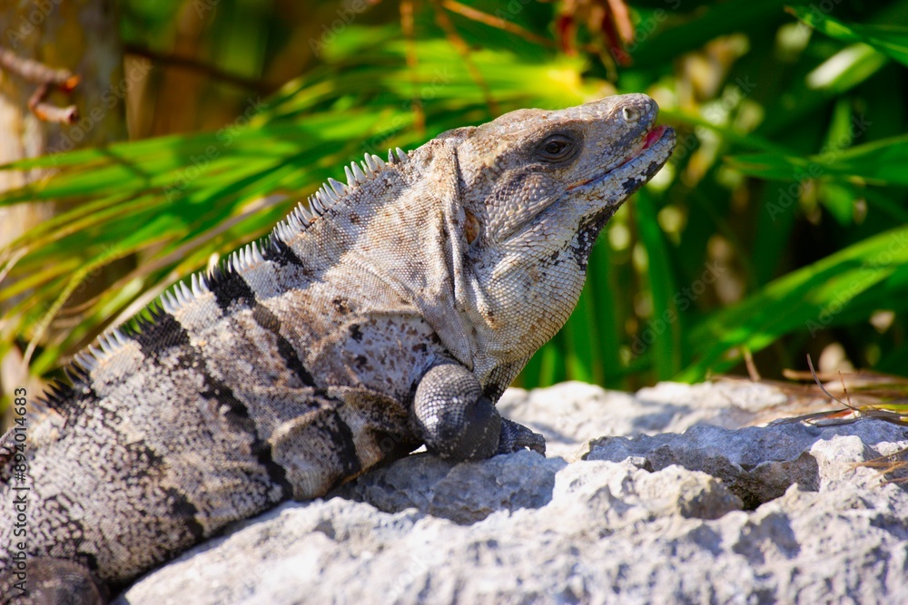 Fototapeta premium Iguana Sunning Itself On A Rock