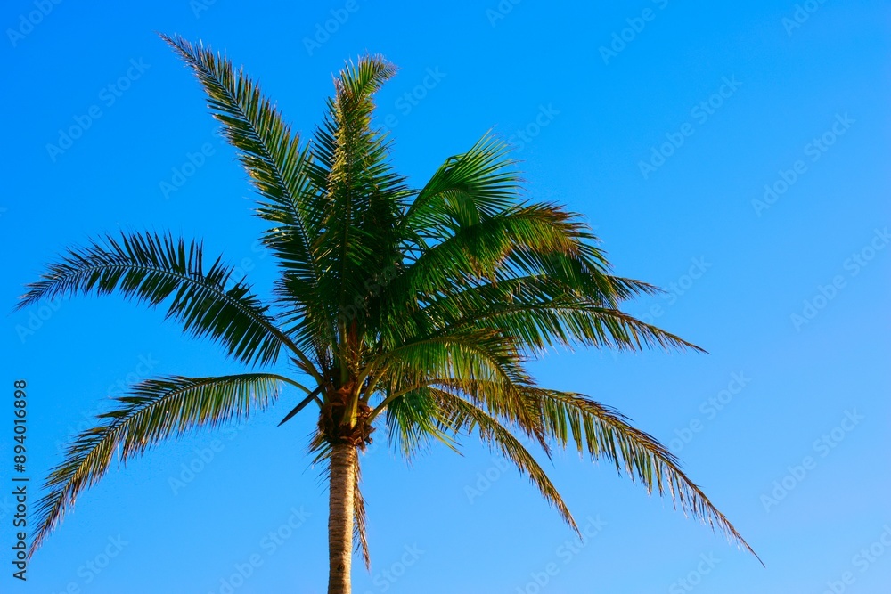 Single Palm Tree Single Palm Tree
