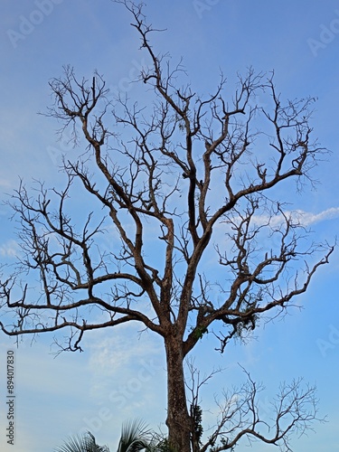 A dead leafless tree and a bright sky.