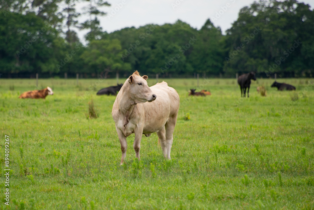 Multiple small domestic baby cows or calves lying in a green grassy meadow with a white cow standing. The barn animals have brown, golden, and white color fur. The ranch cattle are of various sizes. Multiple small domestic baby cows or calves lying in a green grassy meadow with a white cow standing. The barn animals have brown, golden, and white color fur. The ranch cattle are of various sizes.
