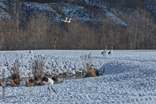 Group of Red-crowned cranes in snow field in Hokkaido, Japan. Akan International Crane Center. photo