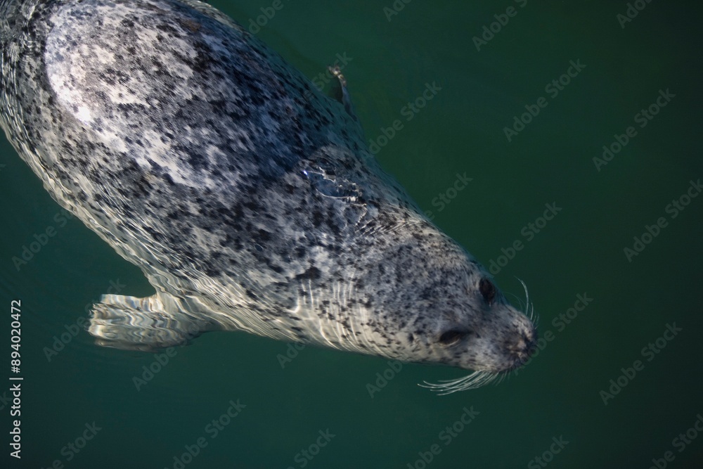 Fototapeta premium Seal Swimming Under The Water