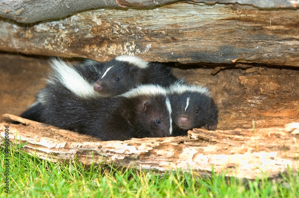 Naklejka premium Young Skunks Burrowing In Hollow Log
