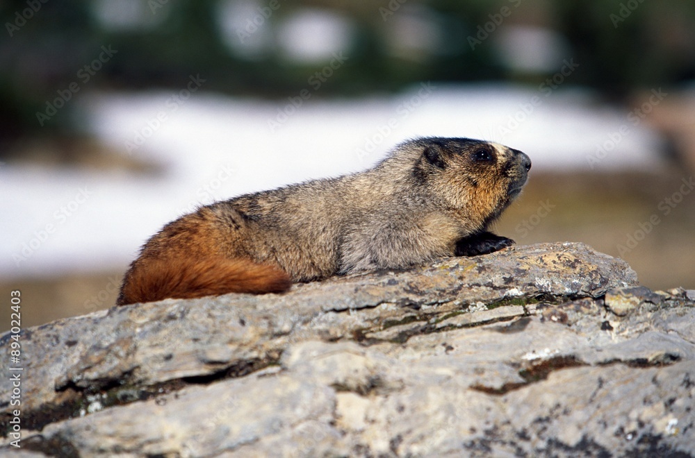 Hoary Marmot On Rock Hoary Marmot On Rock