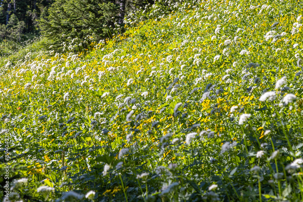 Obraz premium field of flowers
