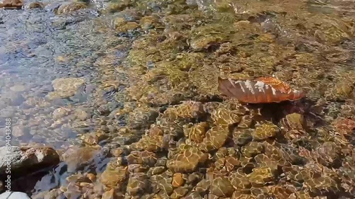 River water flow in the morning. Drift leaves get caught on rocks. Nature concept.