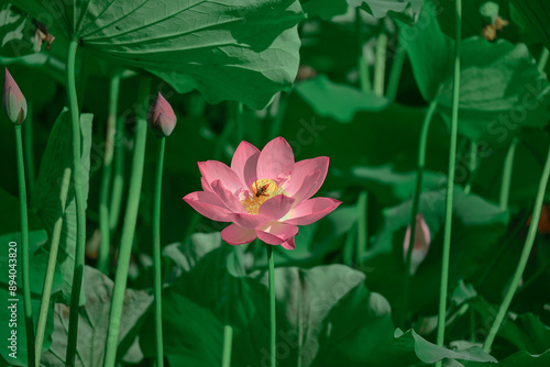 Foto bee lingering on the lotus