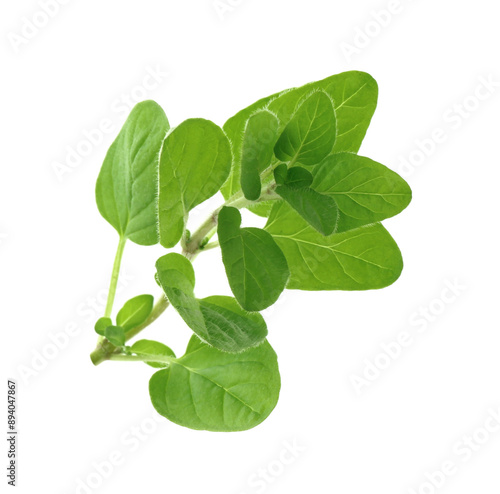 Sprig of fresh green oregano isolated on white