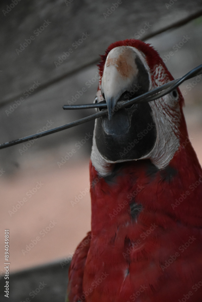 Red caninde macaw