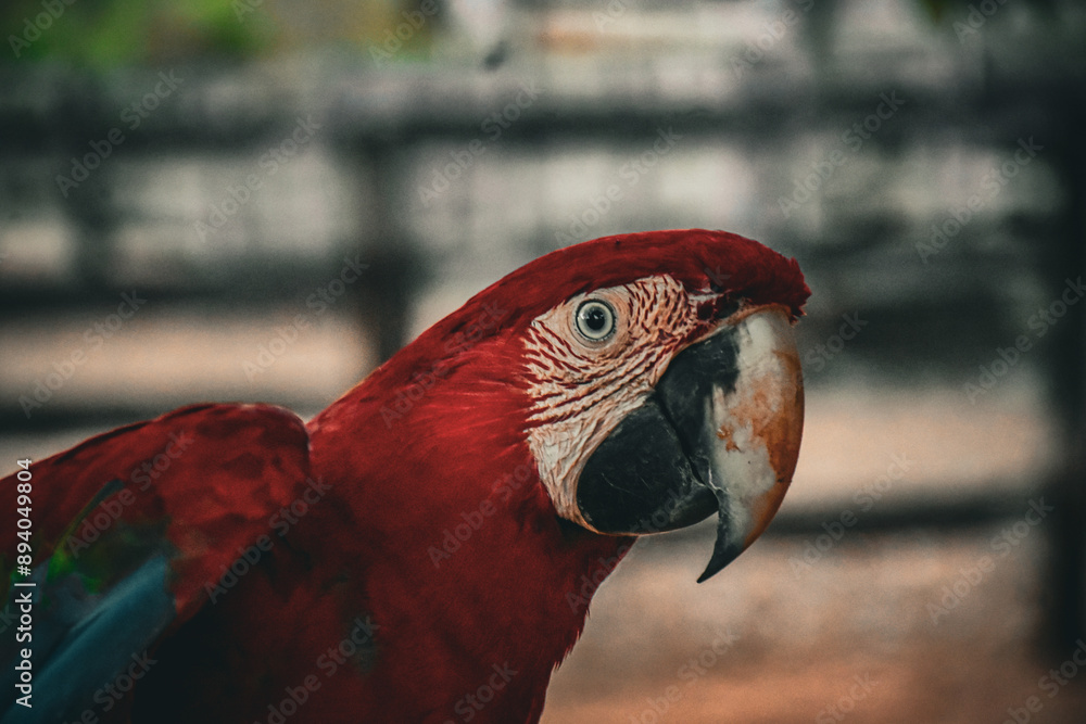 Red caninde macaw
