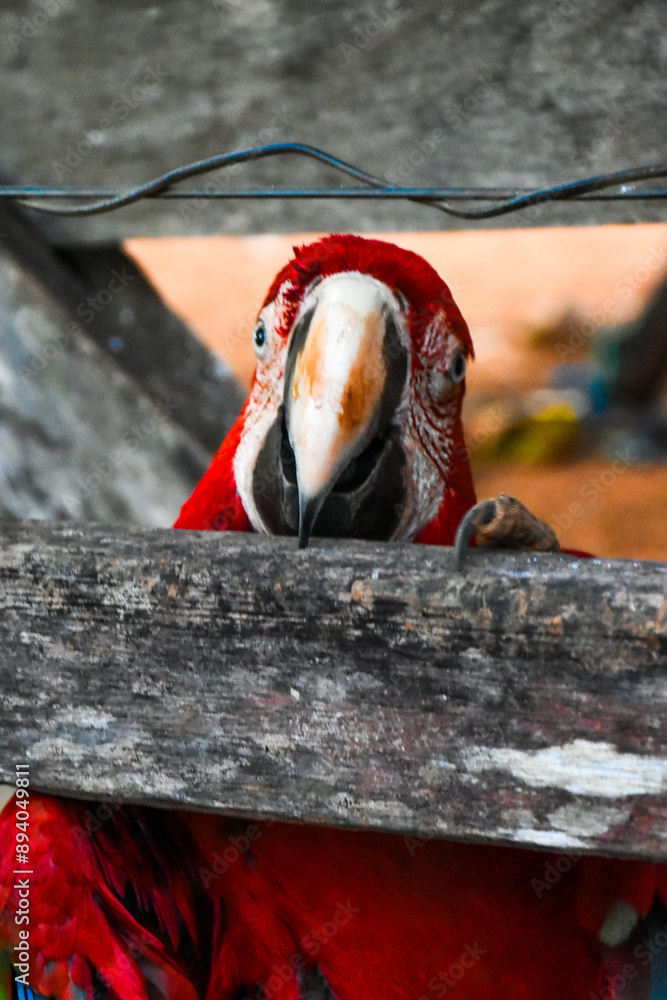 Red caninde macaw
