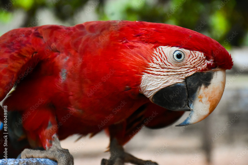 Red caninde macaw