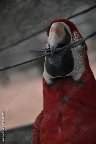Obraz na płótnie Red caninde macaw w salonie