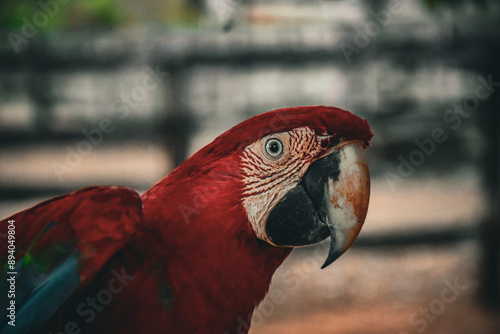 Obraz na płótnie Red caninde macaw w salonie