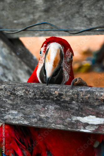 Obraz na płótnie Red caninde macaw w salonie