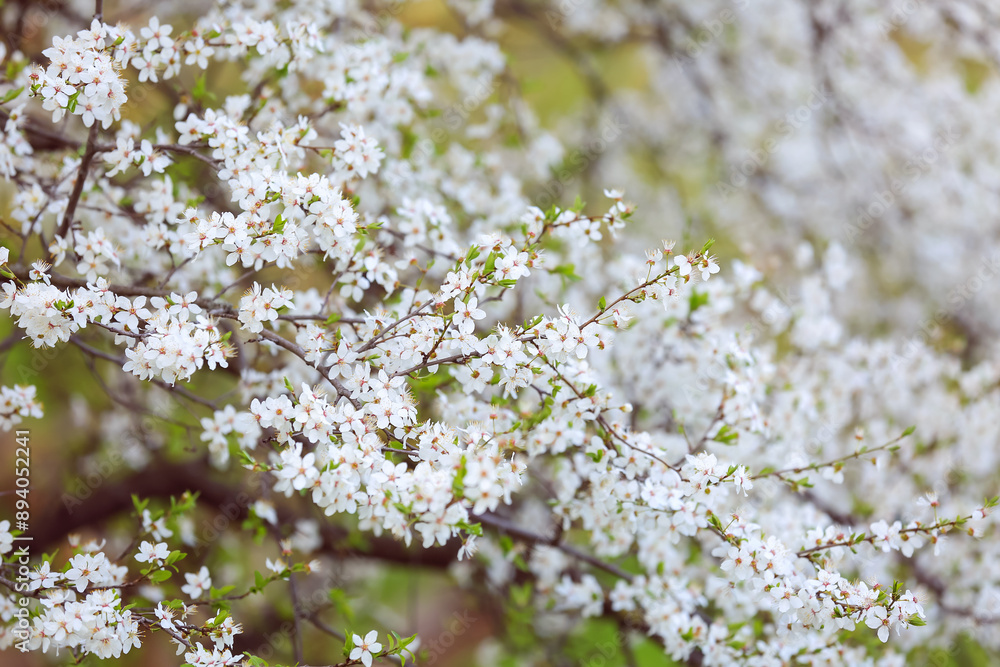 Beautiful blossoming tree branches on spring day outdoors Beautiful blossoming tree branches on spring day outdoors