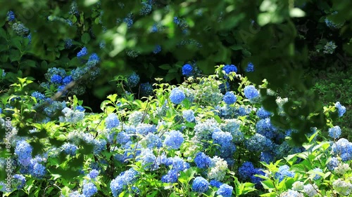 アジサイ　花　梅雨の晴れ間　そよ風　イメージ