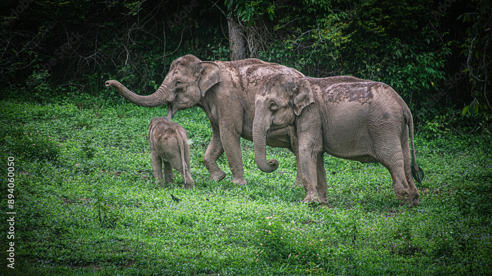 Fototapeta premium Herds of wild elephants come out to search for food at the edge of the forest in Kui Buri National Park, a World Heritage forest in Thailand.