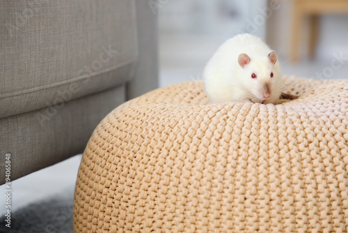 Cute white rat on pouf at h...