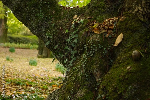 Common ivy (hedera helix) and green penny fern growing on a mossy tree trunk at Nooroo Garden in the Blue Mountains of Sydney, Australia - Mount Wilson, New South Wales photo