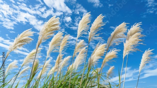 Pampas grass flower swaying under blue sky photo